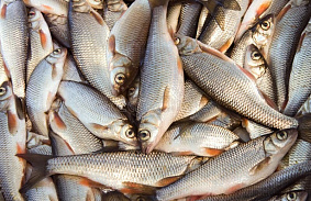 Предприятие по переработке рыбной продукции стало призером окружного этапа премии «Экспортер года»