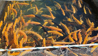 Три предприятия Приангарья получили субсидии на развитие товарного рыбоводства